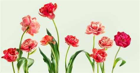 15 Flower Meanings and the Symbolism Behind Popular Blooms .